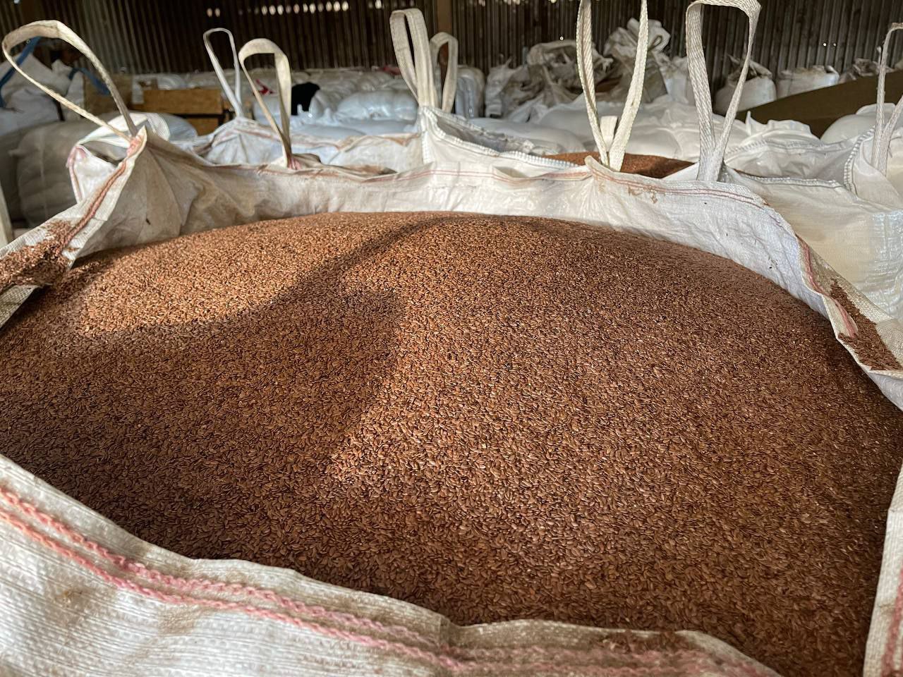 Из саратовского льна пекут булочки в Бельгии и Германии